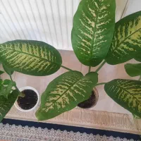 گلهااپارتمانی سرحال