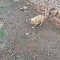 پاکوتاه|سگ|نیشابور, مازول|دیوار