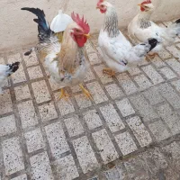 فروش مرغ و خروس اصیل محلی|حیوانات مزرعه|مشهد, شهید معقول|دیوار