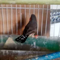 3عدد فنچ بالغ با قفس ولوازم|پرنده|مشهد, انقلاب|دیوار