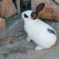 خرگوش نر و ماده (فقط امروز)