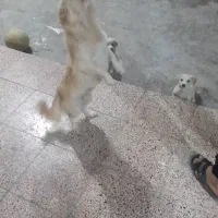 واگذاری سگ پامر روباهی معاوضه با پرنده یا چیزی دیگ|سگ|مسجد سلیمان, |دیوار