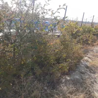 زمین ویلایی|فروش خانه و ویلا|صوفیان, |دیوار