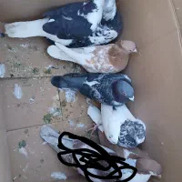 ۶ تا حیون پرشی