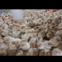 جوجه بوقلمون بیوتی 6 یه روزه باوزن گیری بالا