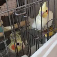 جوجه عروس هلندی