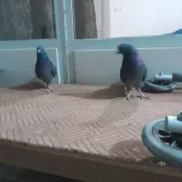 کبوتر تهرانی|پرنده|اصفهان, شاهد|دیوار