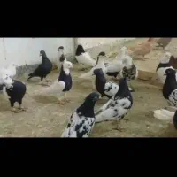 ۱۲۰تا کبوترشهرستانی اول بخون بعد تماس بگیر|پرنده|تهران, سبلان (لشگر)|دیوار