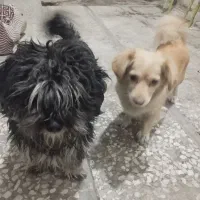 یک جفت سگ خونگی