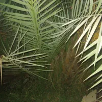نخل برحی