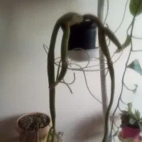 گلدان طبیعی|گل و گیاه طبیعی|خسروشاه, |دیوار