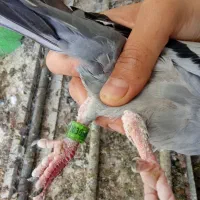 سبز پلاکی پلاک پا سبز  خریدارم 500 ماده گم شده|پرنده|شیراز, وزیرآباد|دیوار