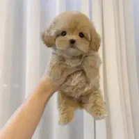 توله‌های پودل عروسکی