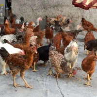 جوجه باریک و خروس محلی سردسیری