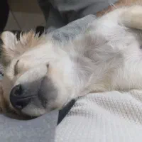 اشپیتز پامر