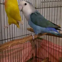 طوطی برزیلی|پرنده|تهران, باشگاه نفت|دیوار