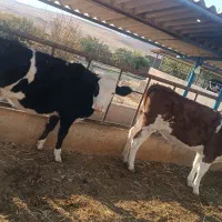 گوساله ماده سیمینتال