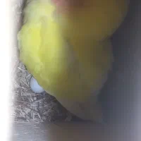 طوطی برزیلی|پرنده|ماسال, |دیوار