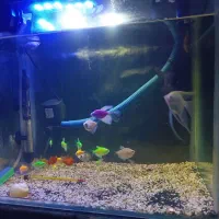 ماهی آکواریومی|ماهی|الوند, |دیوار