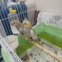 جوجه عروس هلندی
