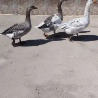 غاز 8ماهه