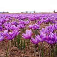 برداشت ۲۰ کیلو زعفران خشک در هکتار