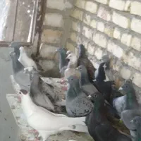 28ماده12حیوان نر نرماده سینه چپ خال پشت کویتی ماده|پرنده|فرح دشت, |دیوار