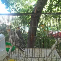 عروس هلندی