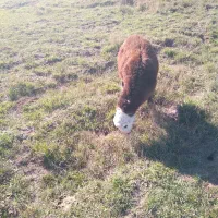 بره قوچ|حیوانات مزرعه|اردبیل, |دیوار
