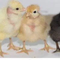 جوجه یکروزه برهما.گلین.گردن لخت.محلی.|حیوانات مزرعه|اردبیل, |دیوار