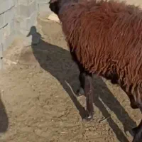 قوچ|حیوانات مزرعه|رضویه, |دیوار