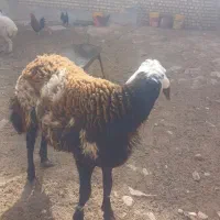بره قوچی بروجردی  درجه یک شر کیلو ۳۶۰|حیوانات مزرعه|کاشمر, |دیوار