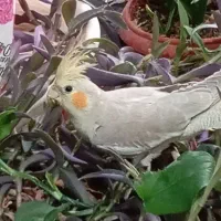 جوجه عروس هلندی
