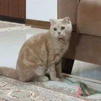 اسکاتیش نر|گربه|مشهد, کوشش|دیوار