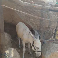 الاغ نر ۲ ساله