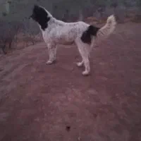 واگذاری ماده سگ خراسانی