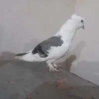 کبوتر بوشهری ویک نر پاکستانی|پرنده|کاکی, |دیوار