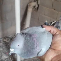 سلام سه عدد سبز کلای معاوضه