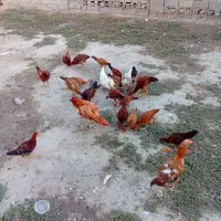 مرغ و خروس فروشی|پرنده|مینودشت, |دیوار