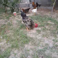 خروس جوان