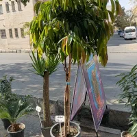 گل و گیاه زیر قیمت بازار گل