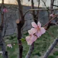 فروش باغ در محدوده ملکان