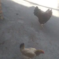 مرغ و خروس محلی