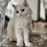 پرشین کت