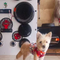 سگ پامر شیتزو میکس خاص|سگ|مشهد, حجت|دیوار