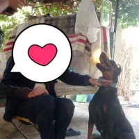 سگ دوبرمن ماده اصیل|سگ|خاوران, |دیوار