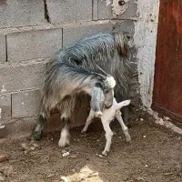 بز کهره دار داشتی