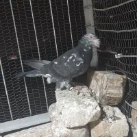 کفتر المانی پلاکی جانسون مولر سارتخت|پرنده|رضویه, |دیوار