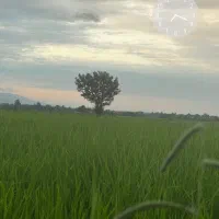 مسکونی مزروعی