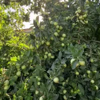 2200 متر باغ واقع در سیدان